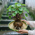 Stephania Erecta Planta de Interior – Planta Ornamental de Bajo Mantenimiento con Caudex Único para Sala de Estar, Oficina o Alféizar