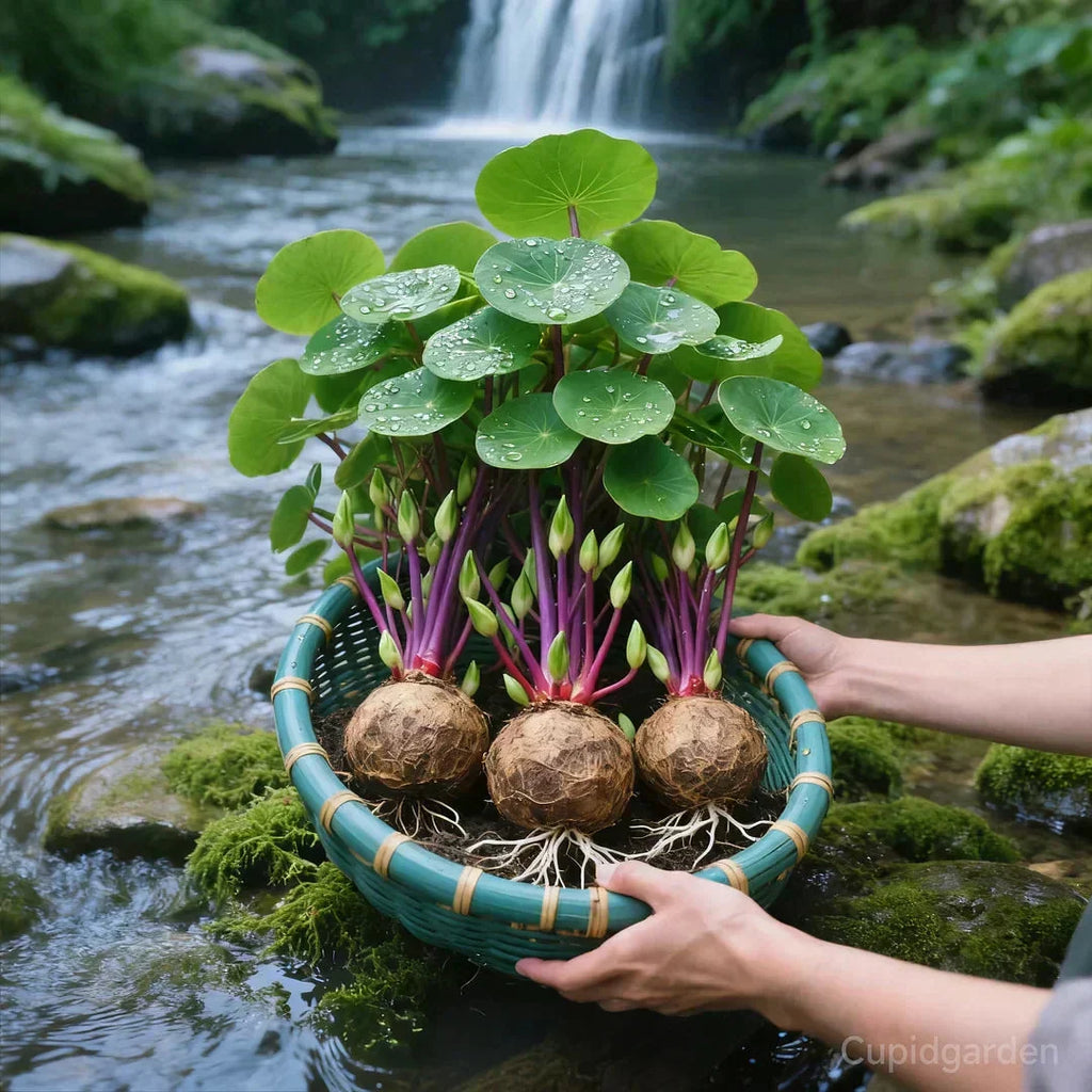Stephania Erecta Planta de Interior – Planta Ornamental de Bajo Mantenimiento con Caudex Único para Sala de Estar, Oficina o Alféizar