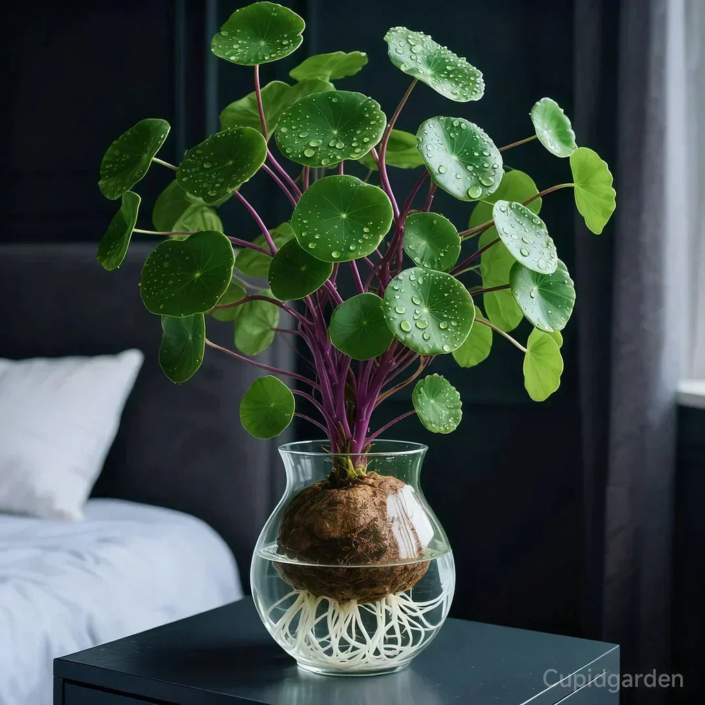 Stephania Erecta Planta de Interior – Planta Ornamental de Bajo Mantenimiento con Caudex Único para Sala de Estar, Oficina o Alféizar