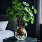 Stephania Erecta Planta de Interior – Planta Ornamental de Bajo Mantenimiento con Caudex Único para Sala de Estar, Oficina o Alféizar
