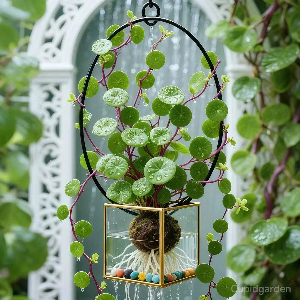 Stephania Erecta Planta de Interior – Planta Ornamental de Bajo Mantenimiento con Caudex Único para Sala de Estar, Oficina o Alféizar