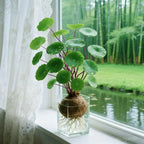 Stephania Erecta Planta de Interior – Planta Ornamental de Bajo Mantenimiento con Caudex Único para Sala de Estar, Oficina o Alféizar